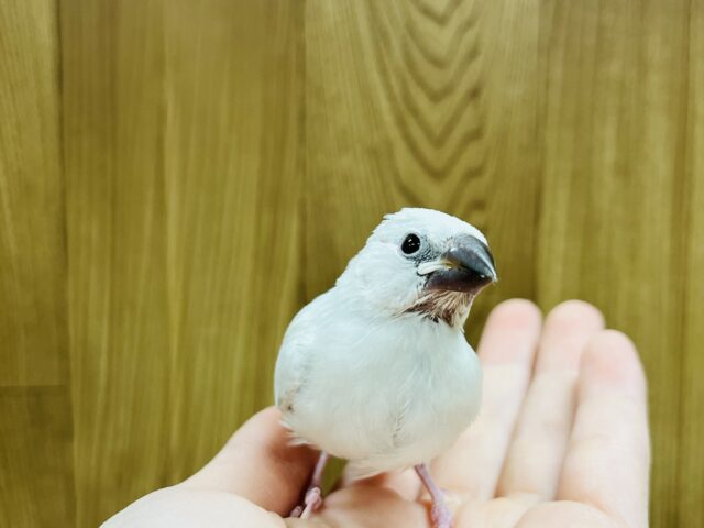 シルバー文鳥