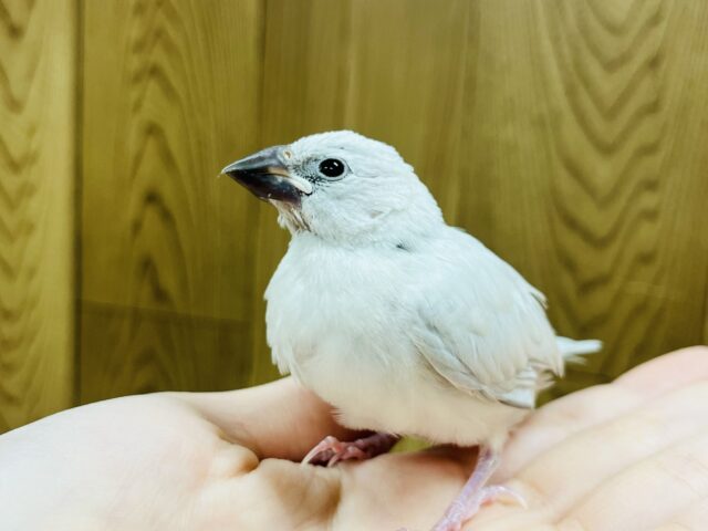 シルバー文鳥