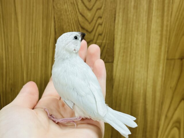 シルバー文鳥