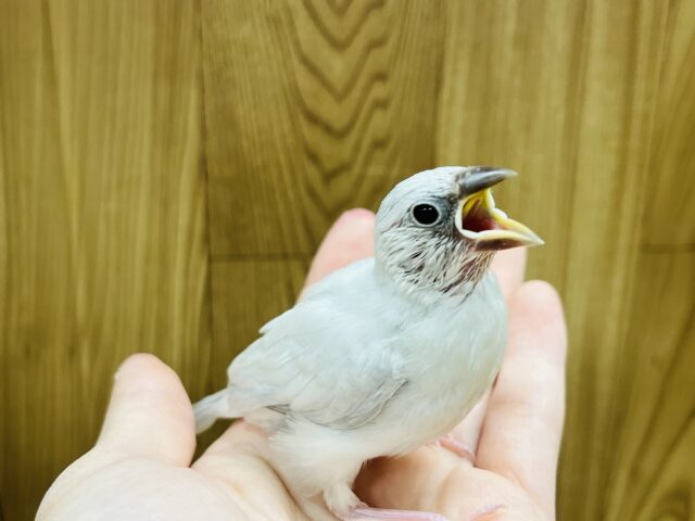 シルバー文鳥