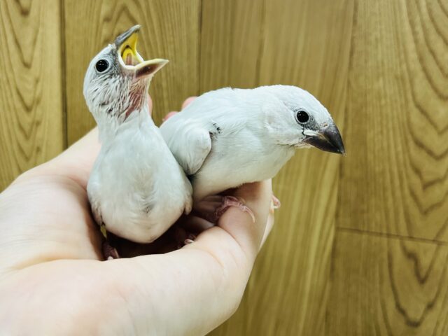 シルバー文鳥