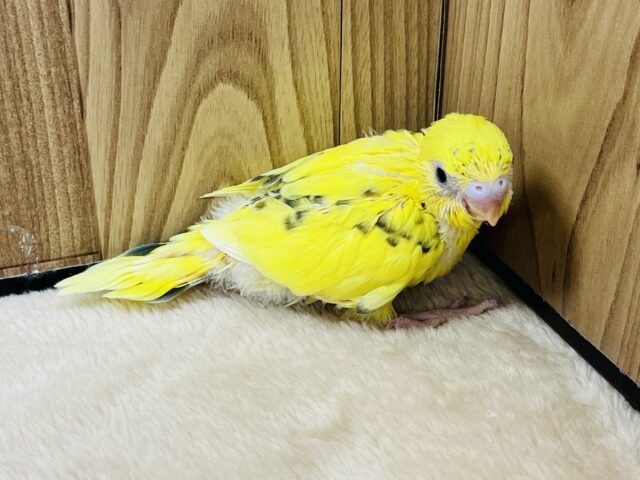 セキセイインコ