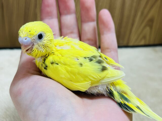 セキセイインコ