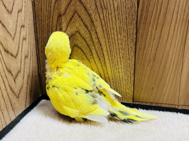 セキセイインコ