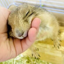 激カワ動画あり！会いに来てねっ！なつぴーだよ！！みんな宜しくね🎵　プレーリードッグ　女の子