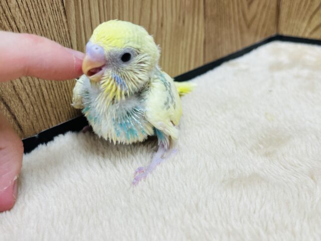 セキセイインコ