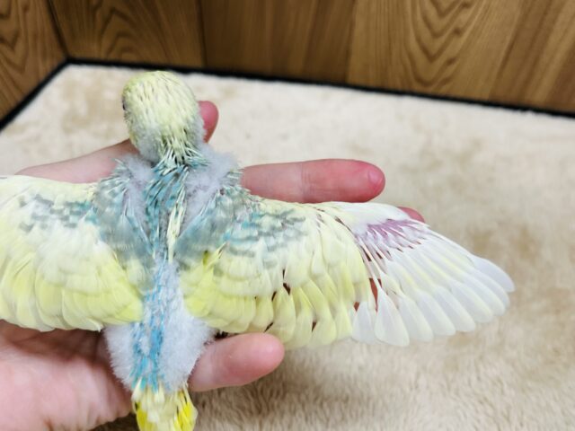 セキセイインコ