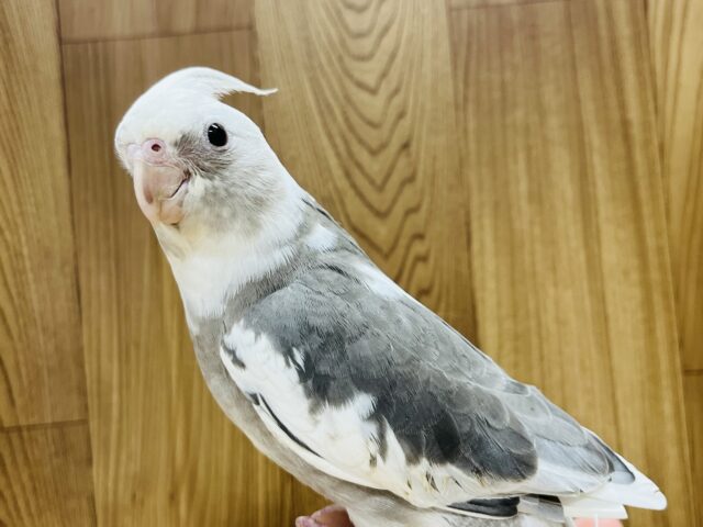 オカメインコ