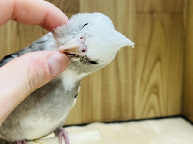 オカメインコ