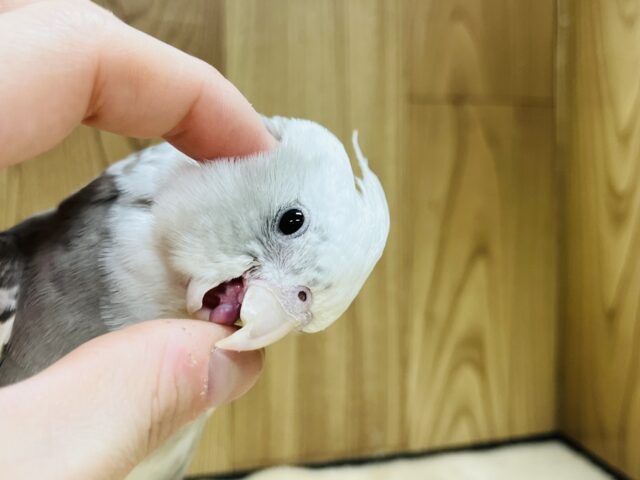 オカメインコ