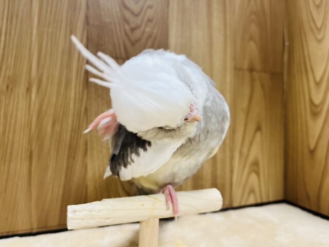 オカメインコ