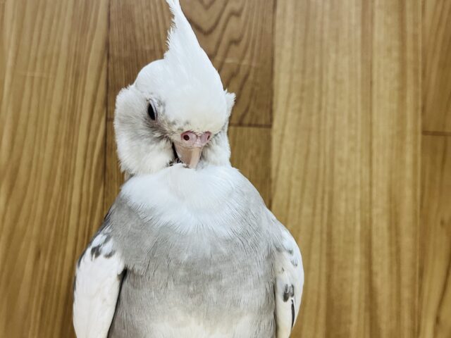 オカメインコ