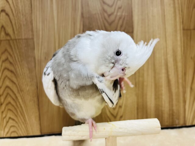 オカメインコ