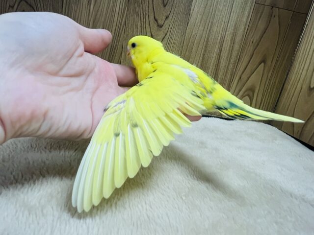 セキセイインコ