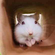 激レア！透明感あふれるアルビノパールホワイトハムスター♡女の子