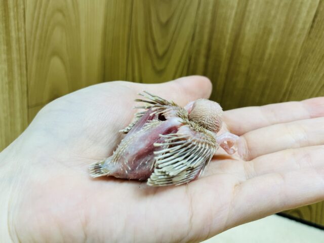 シナモン文鳥