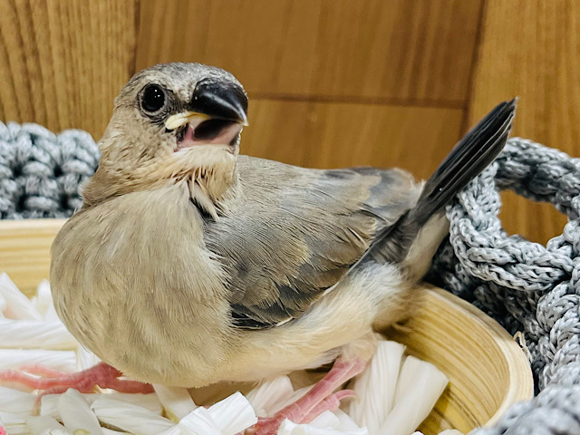 【最新画像更新🪄】食べて寝て、大きくなるぞー！！桜文鳥 ヒナ