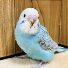 【最新画像更新🪄】水色×グレーの最強コンビ♡セキセイインコ(スパングル) ヒナ