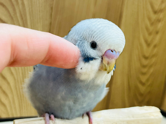 【最新画像・動画更新🪄】元気いっぱい！わんぱく！！セキセイインコ(オパーリン) ヒナ