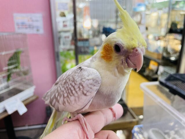 オカメインコ