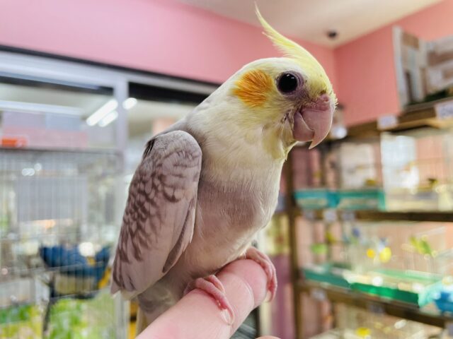 オカメインコ