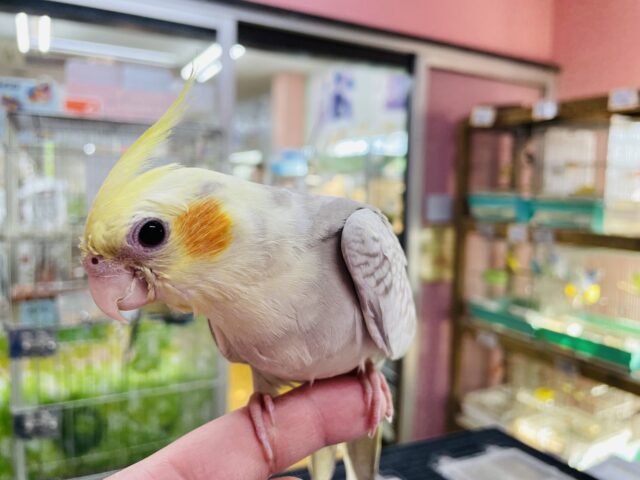 オカメインコ