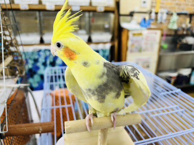 オカメインコ