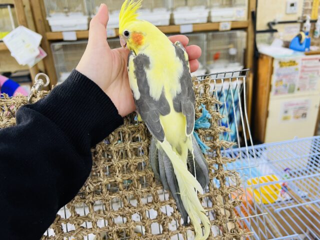 オカメインコ