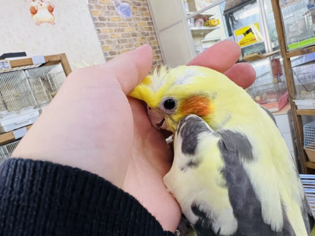 オカメインコ