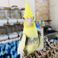 画像更新☆黄色がハッキリ💛オカメインコのパイド❤