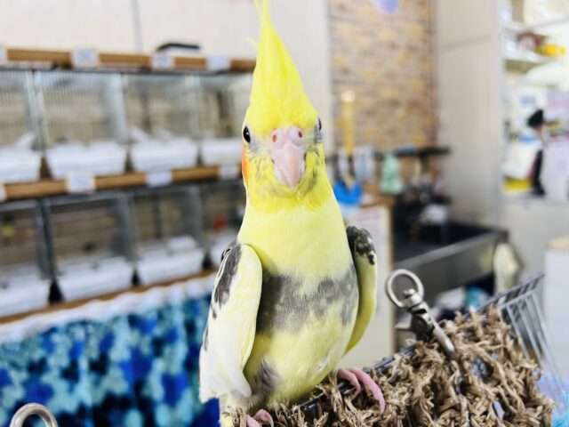 画像更新☆黄色がハッキリ💛オカメインコのパイド❤