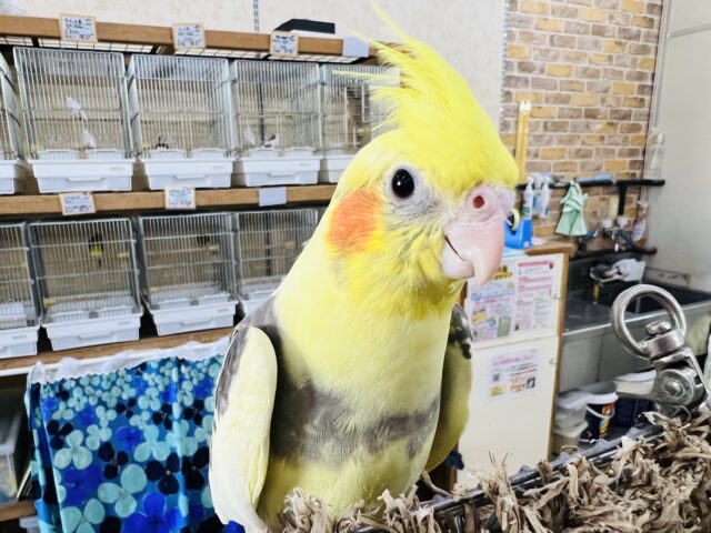 オカメインコ