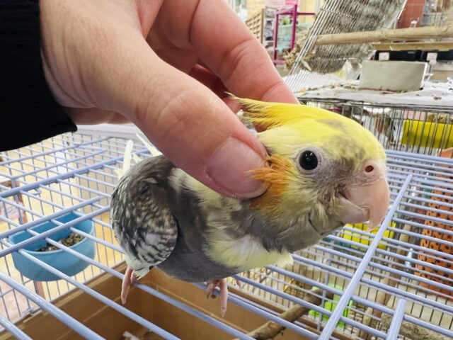 オカメインコ