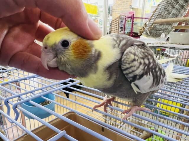 オカメインコ