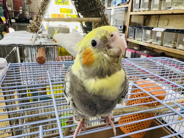 オカメインコ