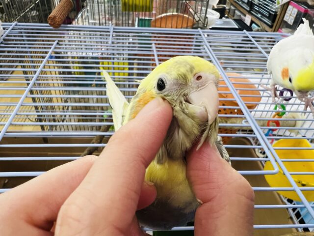 オカメインコ