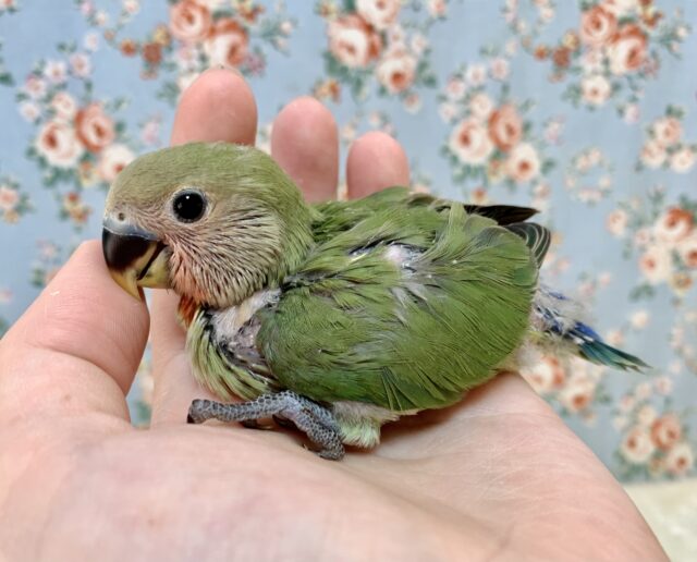 コザクラインコ（小桜インコ）