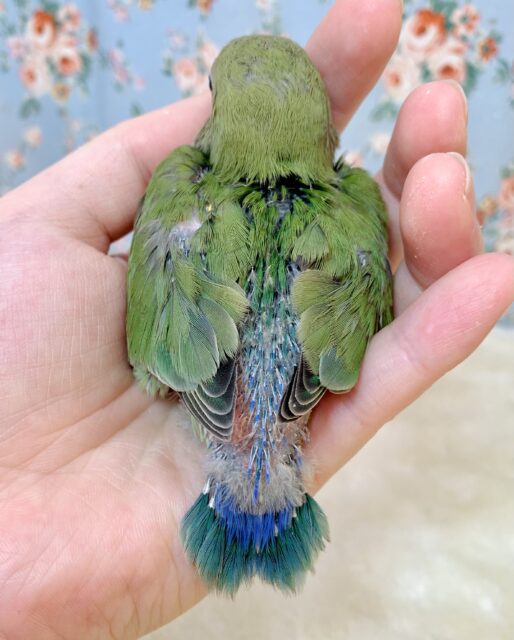 コザクラインコ（小桜インコ）