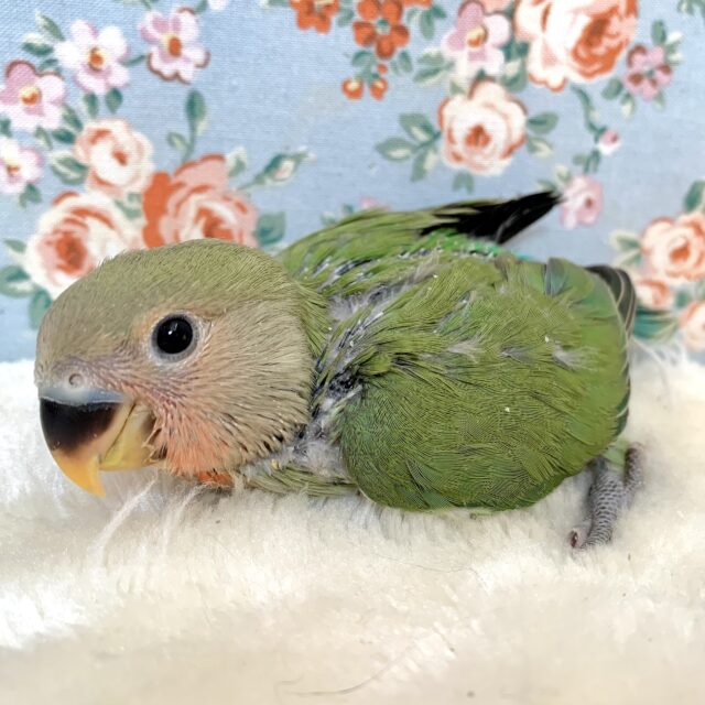 コザクラインコ（小桜インコ）