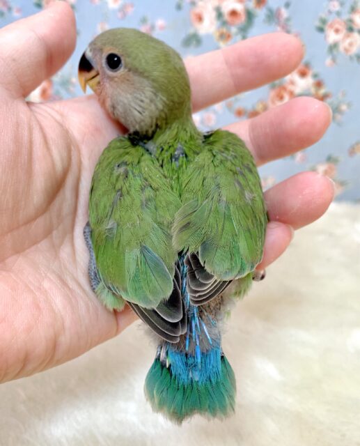 コザクラインコ（小桜インコ）