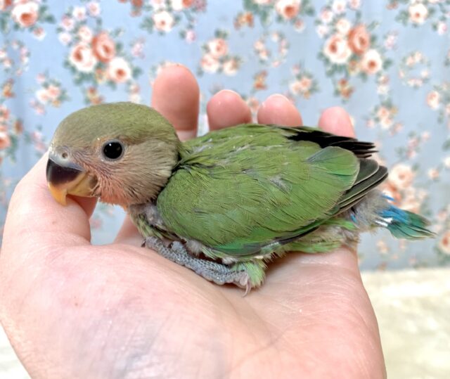 コザクラインコ（小桜インコ）