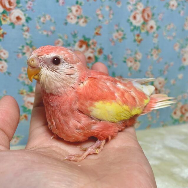 アキクサインコ（秋草インコ）