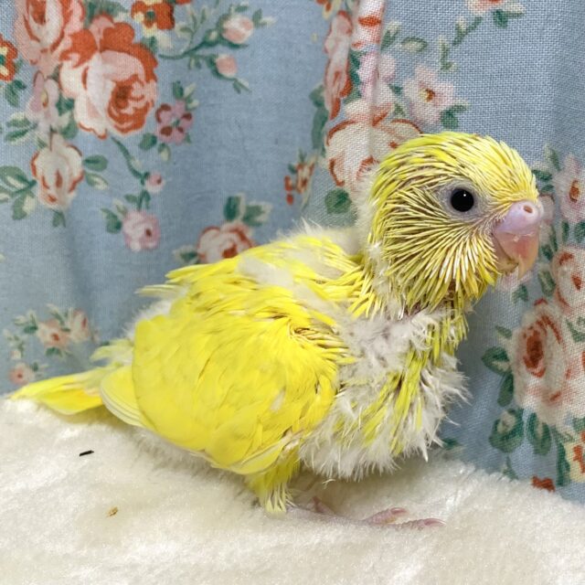 セキセイインコ イエローダブルファクター 🍋🌼･.｡*