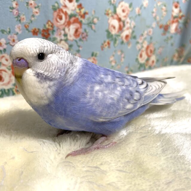 ジャンボセキセイインコ
