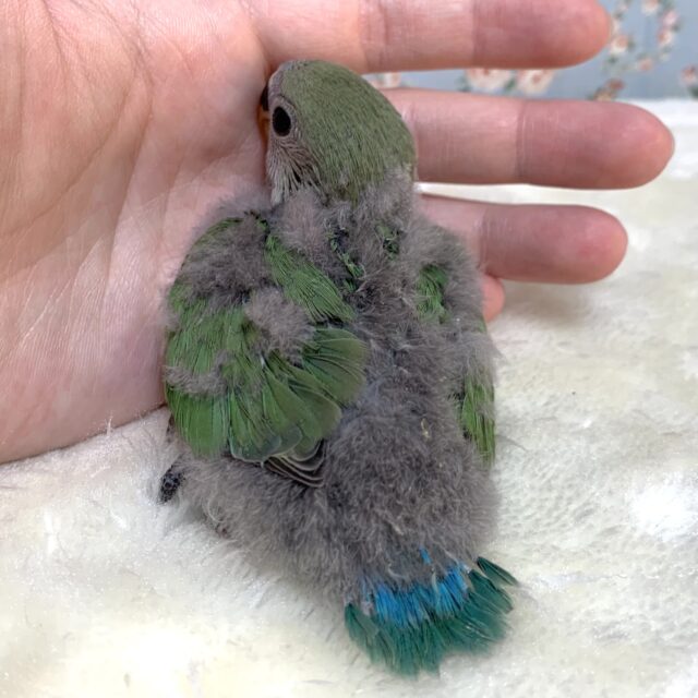 コザクラインコ（小桜インコ）