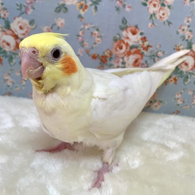 オカメインコ