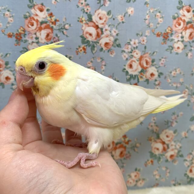 オカメインコ