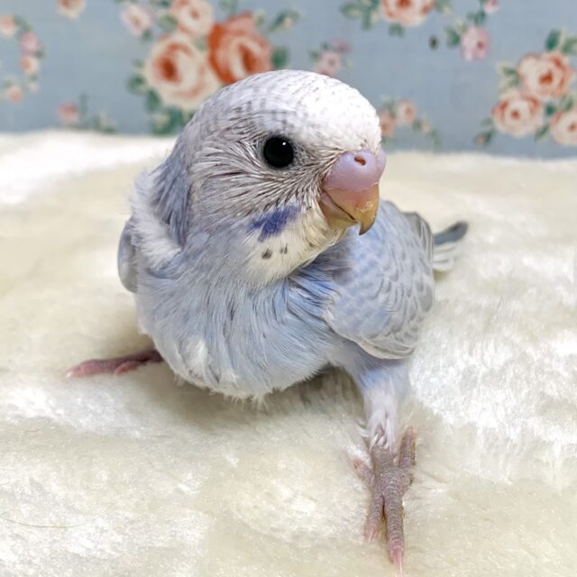 セキセイインコ パステルバイオレットウイング 🫧💐･.｡*‪