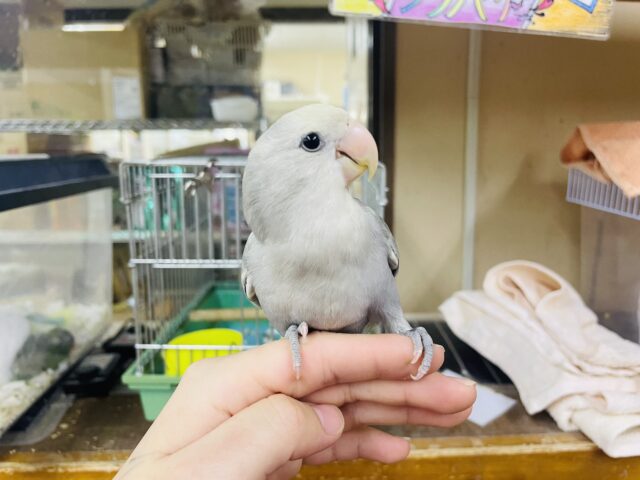 コザクラインコ（小桜インコ）