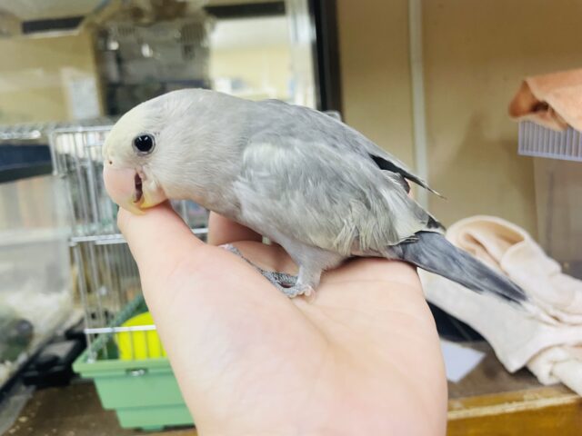 コザクラインコ（小桜インコ）